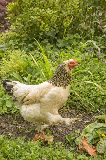 Images Dated 9th July 2012: Issaquah, Washington State, USA. Free-range Buff Brahma hen walking in a garden. (PR)