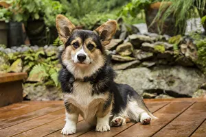 Images Dated 9th July 2017: Issaquah, Washington State, USA. Six month old Corgi puppy posing on his wooden deck
