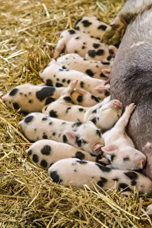 Images Dated 30th May 2014: Issaquah, Washington State, USA. Kunekune piglets nursing