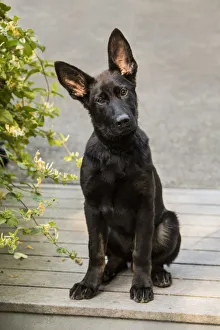 Images Dated 7th June 2016: Issaquah, Washington State, USA. Four month old German Shepherd puppy sitting in