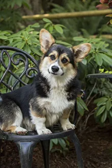 Images Dated 9th July 2017: Issaquah, Washington State, USA. Six month old Corgi puppy sitting on a metal patio chair