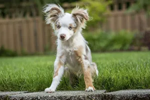 Images Dated 7th July 2017: Issaquah, Washington State, USA. Mini Australian Shepherd puppy playing in his yard (PR)