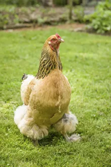 Issaquah, Washington State, USA. Free-range Buff Brahma hen walking in a yard. (PR)