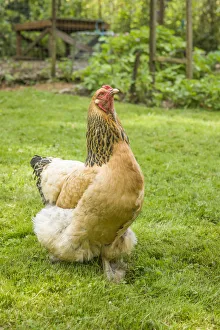 Images Dated 9th July 2012: Issaquah, Washington State, USA. Free-range Buff Brahma hen walking in a yard. (PR)