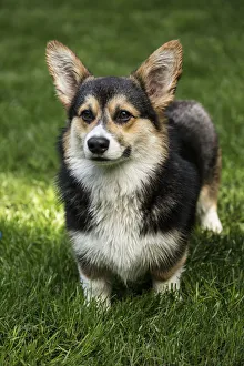 Images Dated 9th July 2017: Issaquah, Washington State, USA. Six month old Corgi puppy posing on his lawn. (PR)