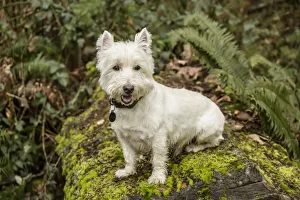 Images Dated 16th February 2016: Issaquah, Washington State, USA. Westie posing outside as he sits on a large moss-covered