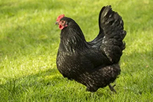 Issaquah, Washington State, USA. Free-ranging Black Australorp chicken. (PR)