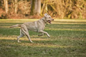 Images Dated 1st February 2011: Issaquah, Washington State, USA. One year old American Yellow Labrador running in a park