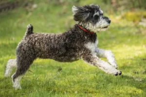 Images Dated 25th February 2016: Issaquah, Washington State, USA. Schnoodle puppy enthusiastically running in his yard