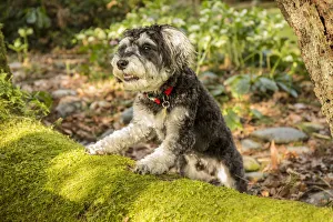 Issaquah, Washington State, USA. Schnoodle puppy posing on a moss-covered fallen tree