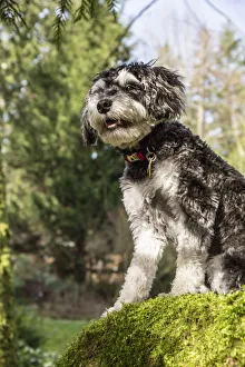 Issaquah, Washington State, USA. Schnoodle puppy standing on a large, moss-covered