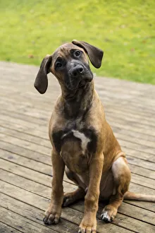 Issaquah, Washington State, USA. Four month old Rhodesian Ridgeback puppy sitting on a wooden deck