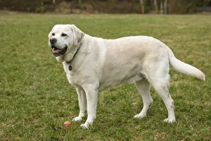 Images Dated 26th January 2011: Issaquah, Washington State, USA. 6 year old English Yellow Labrador, Murphy, standing