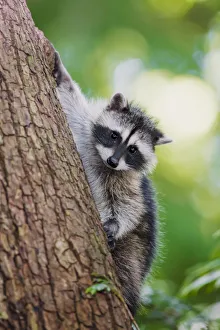 Issaquah, Washington State, USA. Juvenile raccoon climbing down a tree at its mothers calling