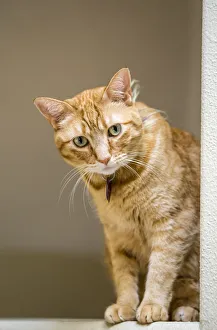 Images Dated 11th November 2015: Issaquah, Washington State, USA. Cat sitting on a high beam in a house. (PR)