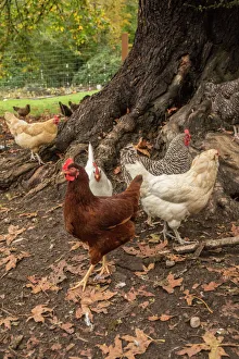 Issaquah, Washington State, USA. Free-ranging chickens underneath a large tree Issaquah, Washington State, USA. Free-ranging chickens underneath a large tree