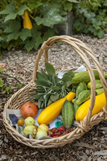 Images Dated 10th March 2019: Issaquah, Washington State, USA. Basket of freshly harvested produce, including lemon