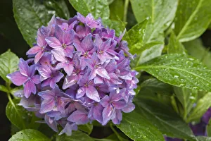 Images Dated 5th March 2019: Issaquah, Washington State, USA. Hydrangea close-up