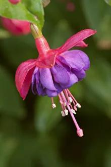 Images Dated 10th March 2019: Issaquah, Washington State, USA. Fuchsia blossom in a shady yard