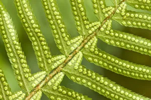 Images Dated 2nd March 2019: Issaquah, Washington State, USA. Underside of a western sword fern (Polystichum munitum)