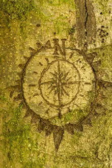 Images Dated 2nd March 2019: Issaquah, Washington State, USA. Carving of a compass on a moss-covered tree
