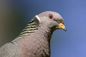 Issaquah, Washington State, USA. Band-tailed Pigeon (Columba fasciata) close-up of head