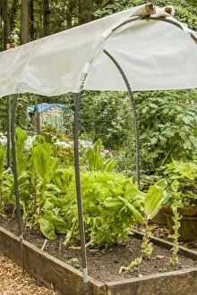 Images Dated 8th March 2019: Issaquah, Washington State, USA. Lettuce growing in a covered raised bed garden, to