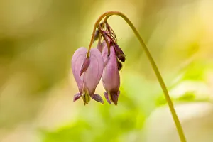 Issaquah, Washington State, USA. Pacific bleeding hearts wildflowers