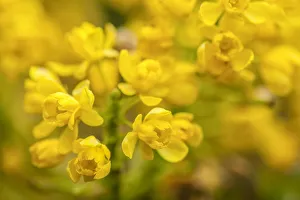 Issaquah, Washington State, USA. Tall Oregon Grape (Mahonia aquifolium) blossoms