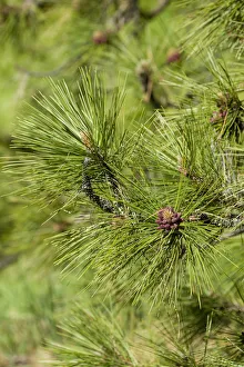Issaquah, Washington State, USA. Close-up of Ponderosa pine tree needles and young pine cones
