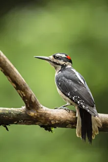 Issaquah, Washington State, USA. Male hairy woodpecker perched on a dead branch in springtime