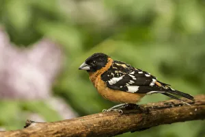 Issaquah, Washington State, USA. Male black-headed grosbeak on a dead branch