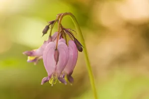 Issaquah, Washington State, USA. Pacific bleeding hearts (Dicentra formosa) wildflowers