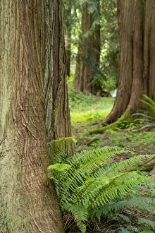 Images Dated 3rd July 2021: Issaquah, Washington State, USA. Western Redcedar tree trunks with western sword ferns