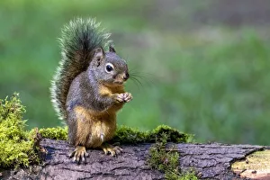 Images Dated 3rd July 2021: Issaquah, Washington State, USA. Western Gray Squirrel standing on a log eating a peanut