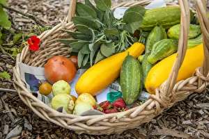 Issaquah, Washington State, USA. Basket of freshly harvested produce, including lemon and green cucumbers, yellow summer squash, strawberries and tomatoes
