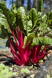 Issaquah, Washington State, USA. Over-wintered Ruby Red Chard plants in a springtime garden. This heirloom Swiss chard is attractive, delicious and nutritious