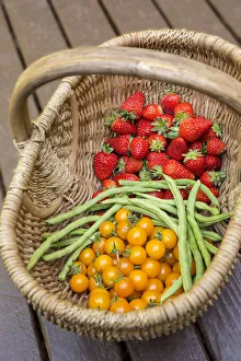 Issaquah, Washington State, USA. Basket of freshly picked strawberries, Monto Cristo pole green beans and Sungold cherry tomatoes resting on a wooden deck