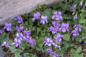 Images Dated 17th April 2021: Issaquah, Washington State, USA