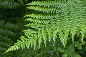 Issaquah, Washington State, USA. Lady fern plant which has large, feathery 2-3 pinnate fronds, tapering at both ends