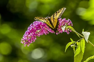 Issaquah, Washington State, USA. Western Tiger Swallowtail butterfly pollinating a Black Knight Butterfly bush
