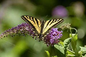 Issaquah, Washington State, USA. Western Tiger Swallowtail butterfly pollinating a Butterfly Bush