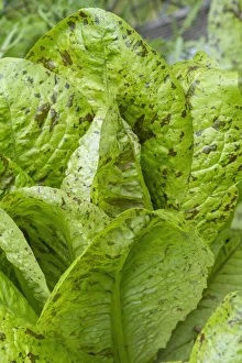 Images Dated 13th January 2022: Issaquah, Washington State, USA. Flashy Trouts Back Lettuce plants
