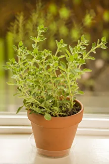 Images Dated 14th January 2022: Issaquah, Washington State, USA. Clay pot of Greek Oregano sitting on a windowsill