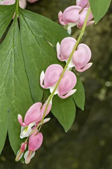 Images Dated 13th January 2022: Issaquah, Washington State, USA. Bleeding Heart (Lamprocapnos spectabilis) flowers