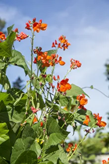 Issaquah, Washington State, USA. Scarlet Runner pole beans with blossoms
