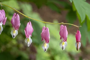 Issaquah, Washington State, USA. Bleeding Heart (Lamprocapnos spectabilis) flowers