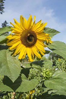 Images Dated 17th January 2022: Issaquah, Washington State, USA. Honeybee pollinating a sunflower on a sunny day