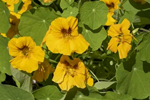 Images Dated 14th January 2022: Issaquah, Washington State, USA. Nasturtiums growing in and around a plant cage
