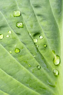 Images Dated 13th January 2022: Issaquah, Washington State, USA. Raindrops on Hosta Krossa Regal plant